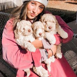 Australian Labradoodle Puppies from Harmony Labradoodles