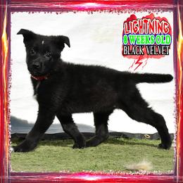 LIGHTNING - Black female German Shepherd puppy in Murrieta, California from Diamond Oaks German Shepherds