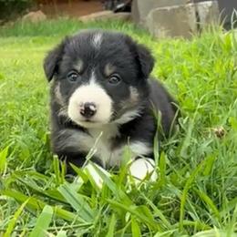 Daisy - Tri-color female Border Collie puppy in Chattanooga, Tennessee from Ross Vegas Kennels