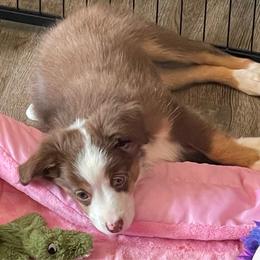 Angus - Red tri male Toy Australian Shepherd puppy in Westville, Florida from Royal Spur Aussies