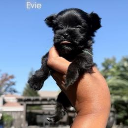 Evie - Black and tan female Yorkshire Terrier puppy in Patterson, California from Luxe Yorkies of Central Valley