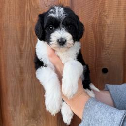 Jovie - Black and white female Bernedoodle puppy in Yuba City, California from Ranch House Doodles