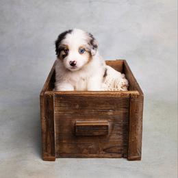 Gunther - Blue merle male Australian Shepherd puppy in Bertram, Texas from Ashley’s Australian Shepherds