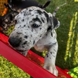 Great Dane Puppies from Denver Danes