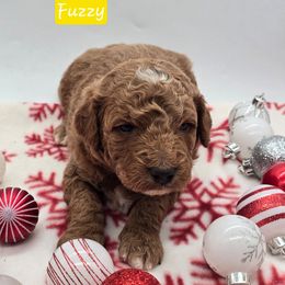 Fuzzy - Apricot male Goldendoodle puppy in Neillsville, Wisconsin from Granton Creek
