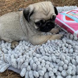 Milo - Fawn male Pug puppy in Prairieville, Louisiana from Freedom Meadow Farm