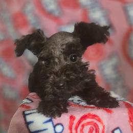 Grizzly - Black male Miniature Schnauzer puppy in Titusville, Florida from Alysha's Grandbabies