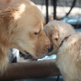 Golden Retriever Puppies from Golden Hour Golden Retrievers