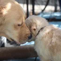 Golden Retriever Puppies from Golden Hour Golden Retrievers