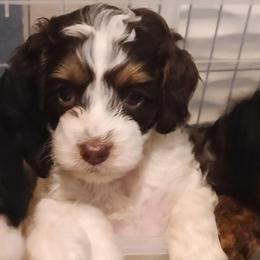 Milo - Tri-color male Cavapoo puppy in East Providence, Rhode Island from Marta's Cavaliers