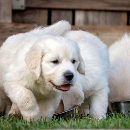 Golden Retriever Puppies from Trusted Valley Retrievers