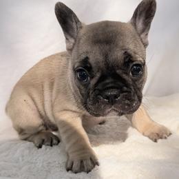 Anna - Fawn female Bulldog puppy in Salem, Illinois from Itsabulldogthing