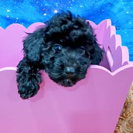 Divine - Black female Poodle puppy in Neosho, Missouri from Star Light Pups
