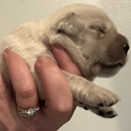 Girl 1 - female Golden Retriever puppy in Vienna, Maine from France Family Goldens