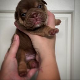 Bulldog and French Bulldog Puppies from JuneBug Bullies