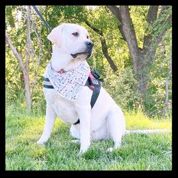 Luna Tuna - Labrador Retriever