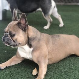 French Bulldogs from Moraima's Frenchies