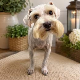 Peaches - Miniature Schnauzer