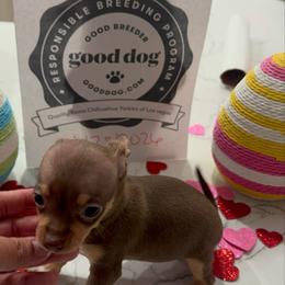 Miniture Mr taco bell 3-4 lb 3800 - Chocolate and tan male Chihuahua puppy in Las Vegas, Nevada from Quality Poms Chihuahua Yorkies of Las vegas