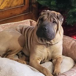Bruce - Chinese Shar-Pei