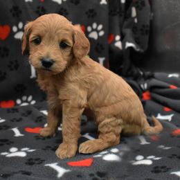 Mocha - Apricot female Goldendoodle puppy in Jasper, Indiana from Hilltop Pups LLC