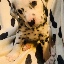Pongo - White and black Dalmatian puppy in Rhinelander, Wisconsin from Moen Lake Dalmatians