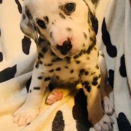 Pongo - White and black Dalmatian puppy in Rhinelander, Wisconsin from Moen Lake Dalmatians