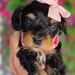 Madonna Pink Collar - Tri-color female Bernedoodle puppy in Vernon, Texas from Sugarland's Texas Goldendoodles