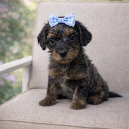 Purple collar - Blue merle female Aussiedoodle puppy in Fairmount, Georgia from Muscadine Meadows Farm