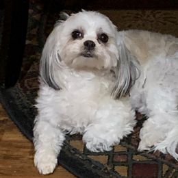 Princess - Shih Tzu