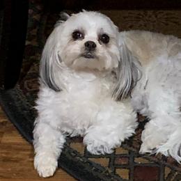 Princess - Shih Tzu