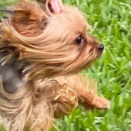 Paris - Yorkshire Terrier