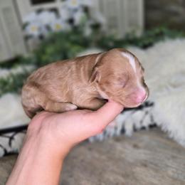 Amber - Red  female Goldendoodle puppy in Woodburn, Indiana from DNLS Doodle Puppies