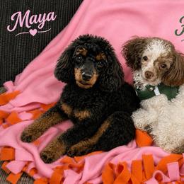 Iris - Black female Poodle puppy in Ardmore, Oklahoma from The Poodles of Green Acres