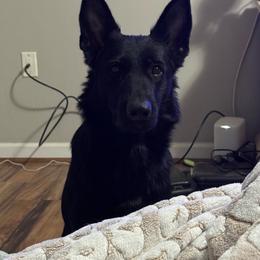 River - German Shepherd