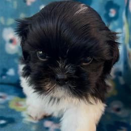 Domino - Black and white male Shih Tzu puppy in Hemet, California from Aloha Shih Tzu