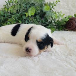 Girl 2 - Black and white female Aussiedoodle puppy in Missouri from B&M Cottonwood Canines