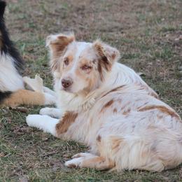 Mixie - Australian Shepherd