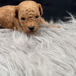 Blue collar - Apricot male Poodle puppy in Fredericktown, Missouri from Ellie & Co. Doodles