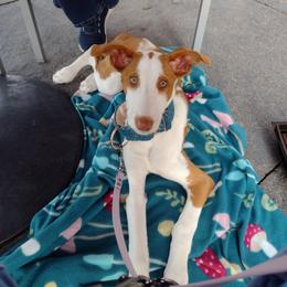 Ibizan Hound Puppies from AirO'Doe Ibizans