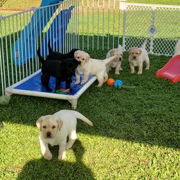 Labrador Retriever Puppies from Lochinvar Labradors