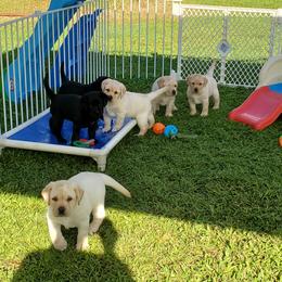 Labrador Retriever Puppies from Lochinvar Labradors