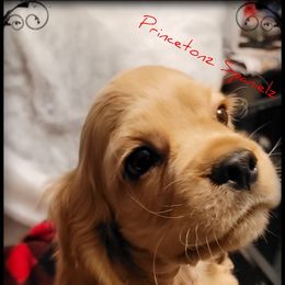 Cocker Spaniel Puppies from -PrincetonzSpanielz-