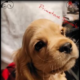 Cocker Spaniel Puppies from -PrincetonzSpanielz-