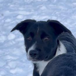 Yago - Black and white female Border Collie puppy in Canaan, New Hampshire from Henam Border Collies