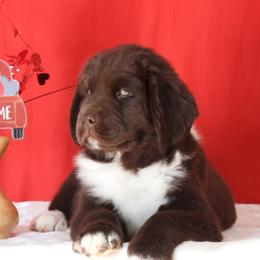 Newfoundland Puppies from Newfforu