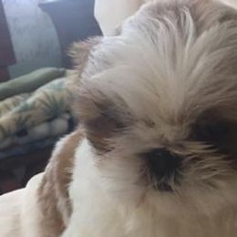 Shih Tzus from Bobbi’s Shih Tzus