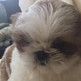 Shih Tzus from Bobbi’s Shih Tzus