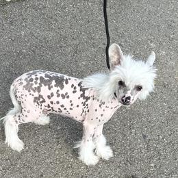 Vhhl boy - White and black male Chinese Crested puppy in Rockvale, Tennessee from Cosmic Chinese Cresteds & Wind-Echo Poodles