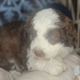 Rusty - Red male Aussiedoodle puppy in Lincoln, California from Pasta Puppies Doodles